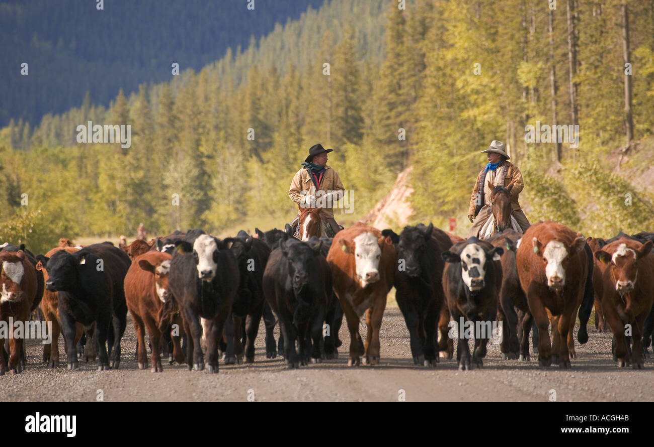 Cattle drive, Southern Alberta, Canada Stock Photo Alamy