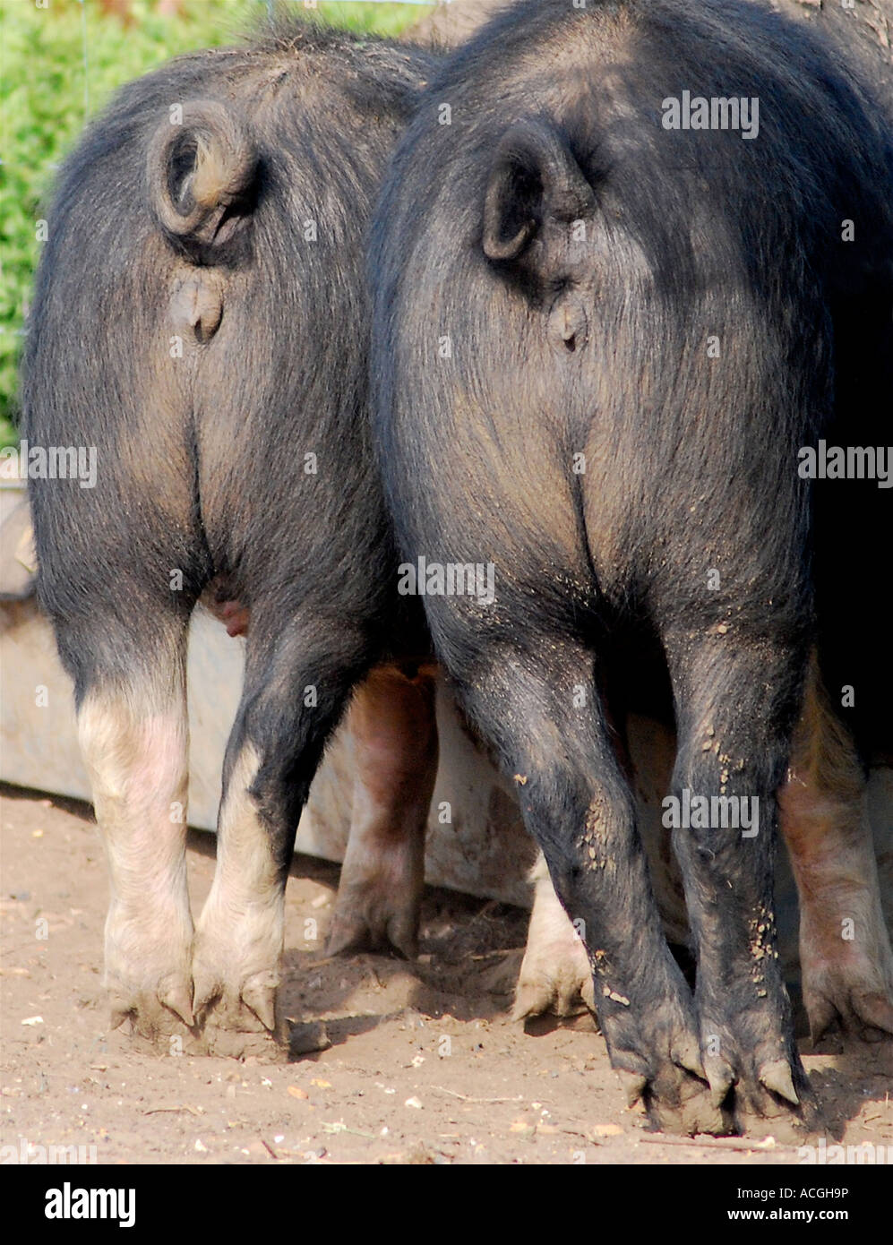Pigs bums whilst feeding. Picture Paddy McGuinness paddymcguinness Stock Photo
