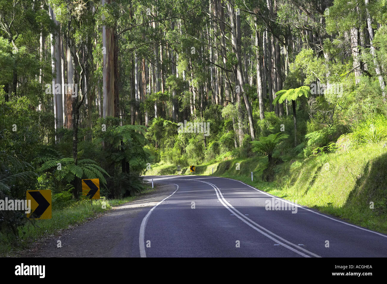 Road through Dandenong Ranges near Melbourne Victoria Australia Stock Photo