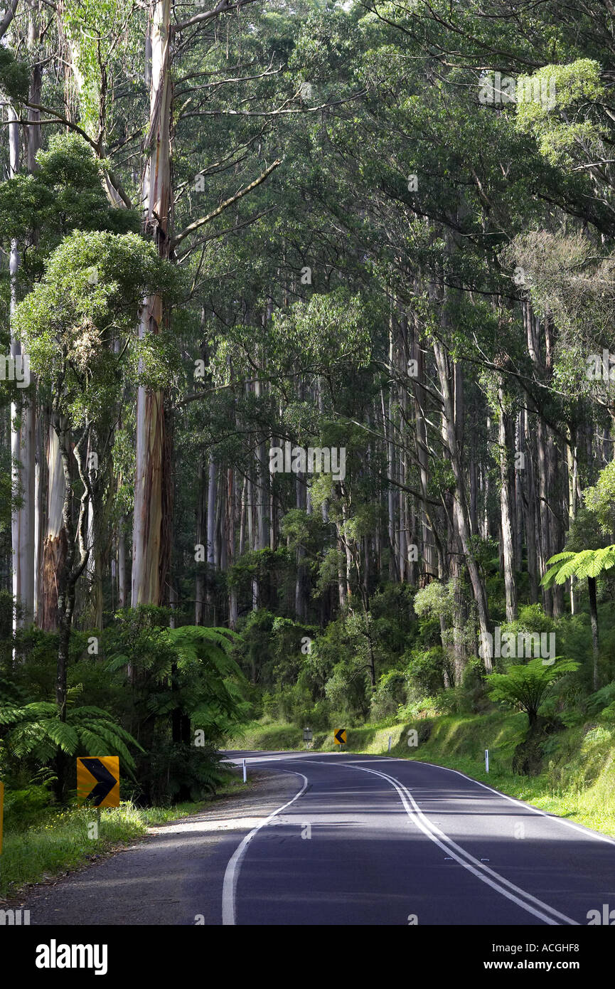 Road through Dandenong Ranges near Melbourne Victoria Australia Stock Photo