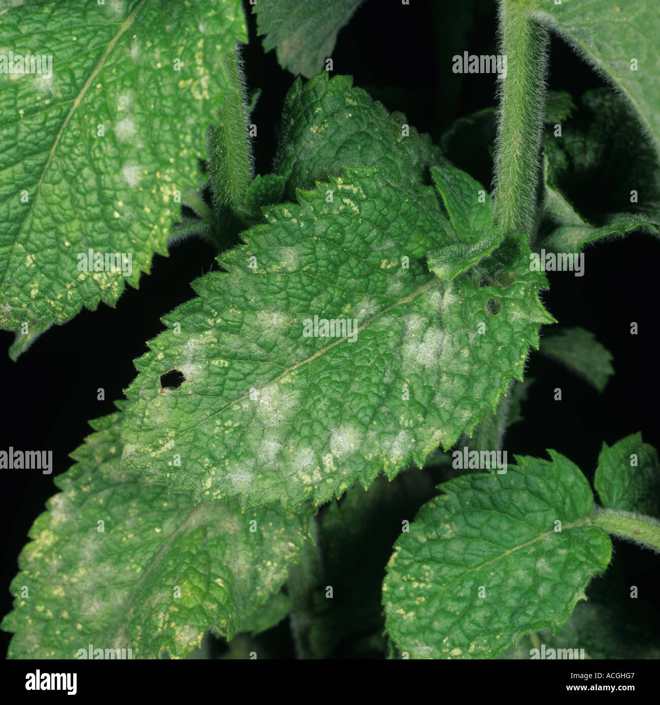 Powdery mildew on round leaved mint leaves Stock Photo