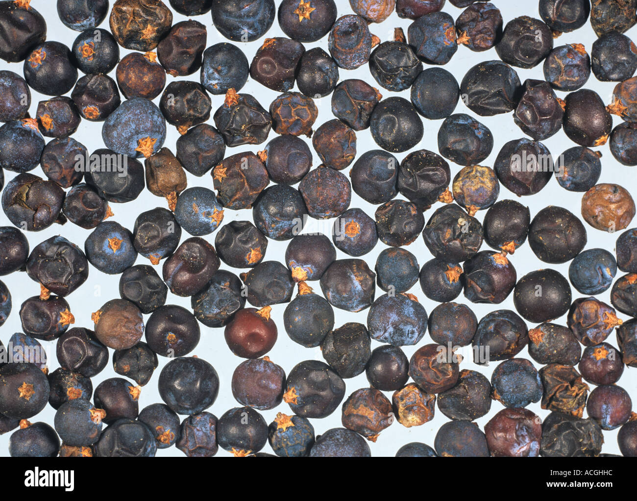 Juniper Juniperus communis berries Stock Photo