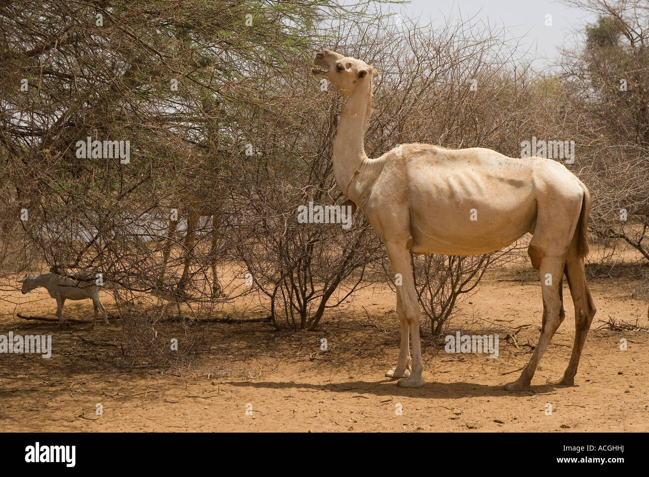 WESTERN SOMALIA 27th FEB 2006 A thin camel uses its nimble lips to eat the leaves off a thorny acasia tree Stock Photo