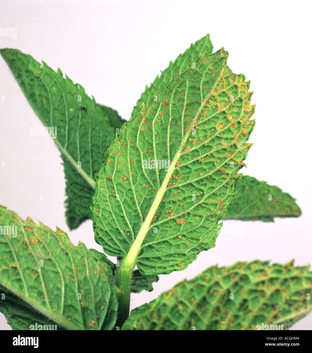 Mint rust Puccinia menthae on the underside of a peppermint leaf Stock