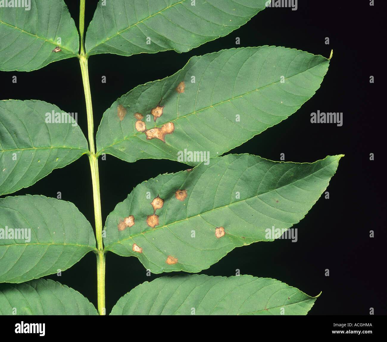 Ash leaf spot Mycosphaerella fraxinicola discreet lesions on ash leaves Stock Photo