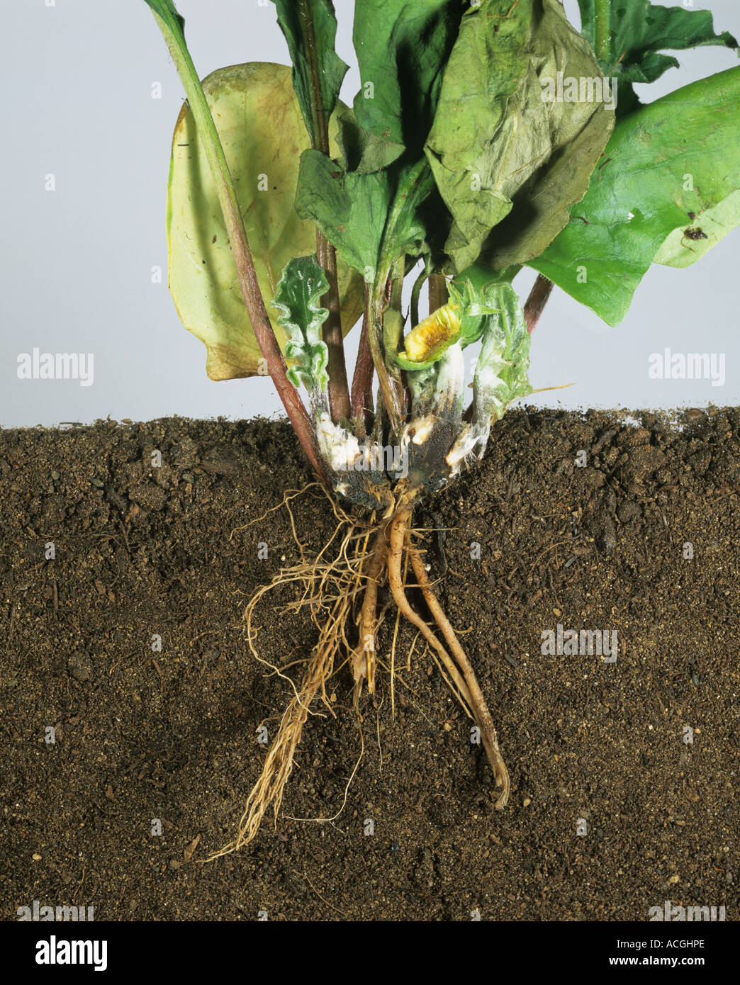 Root rot Phytophthora spp on Gerbera plant and roots Stock Photo
