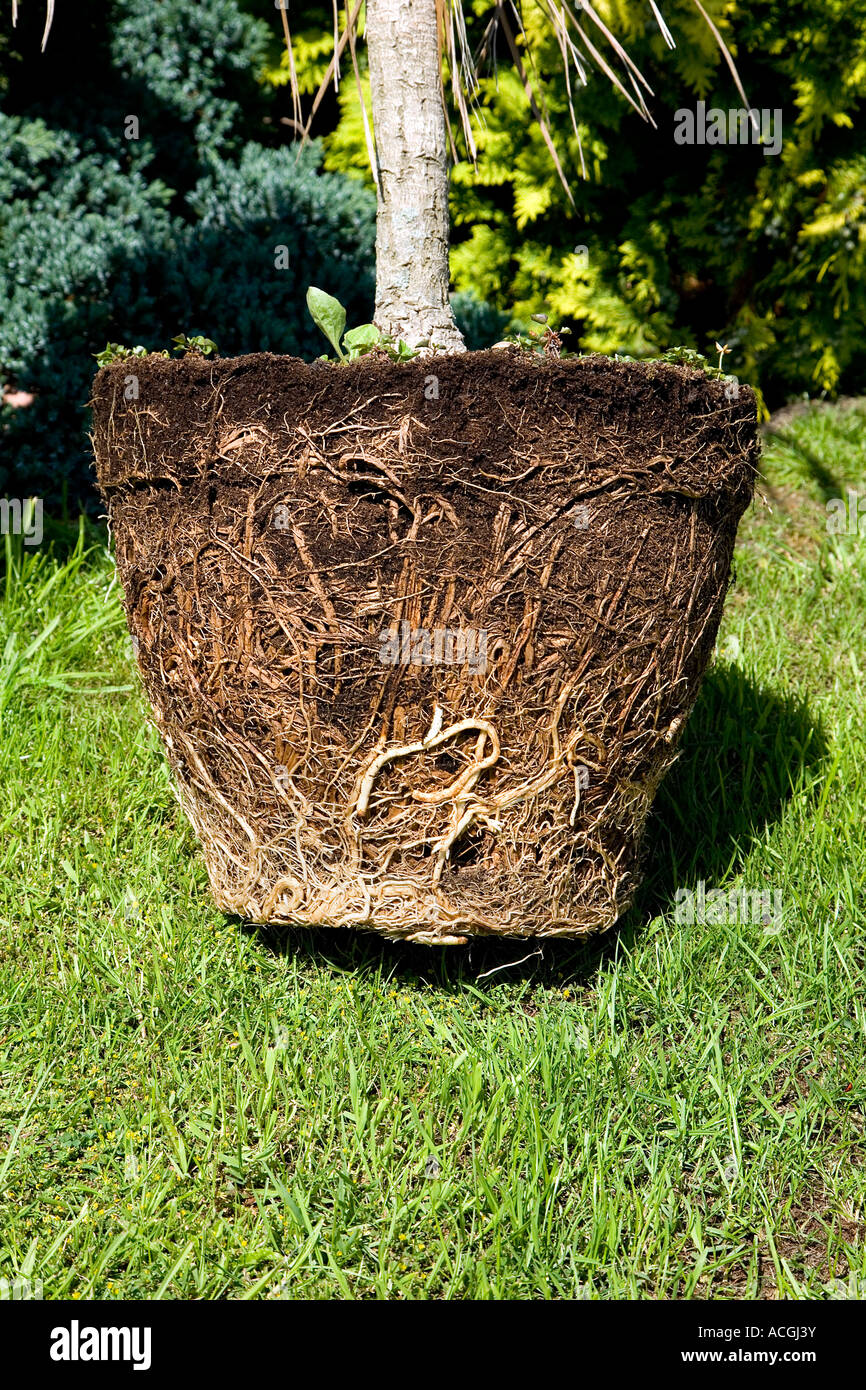 Yucca Plant Root System