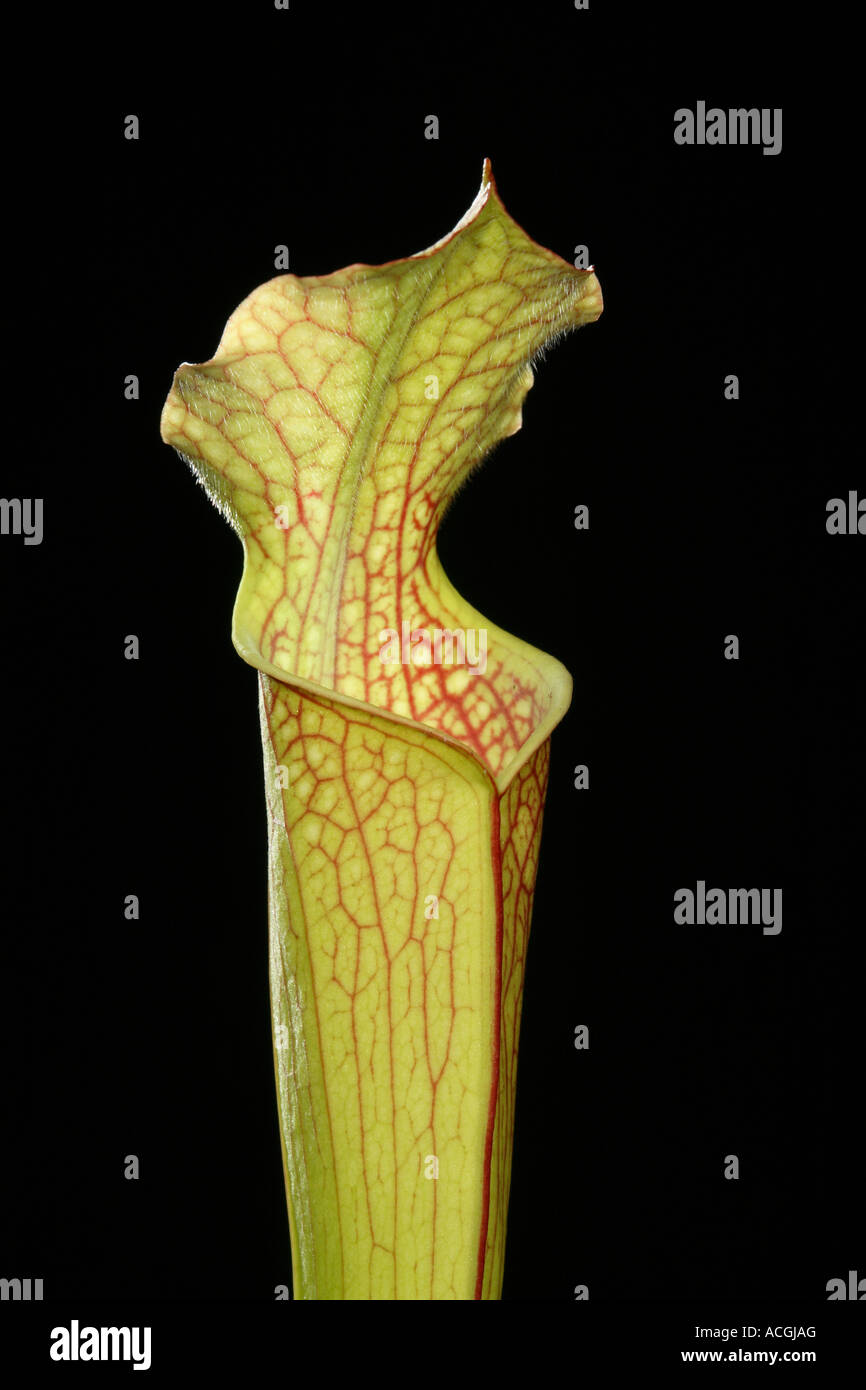American pitcher plant hi-res stock photography and images - Alamy