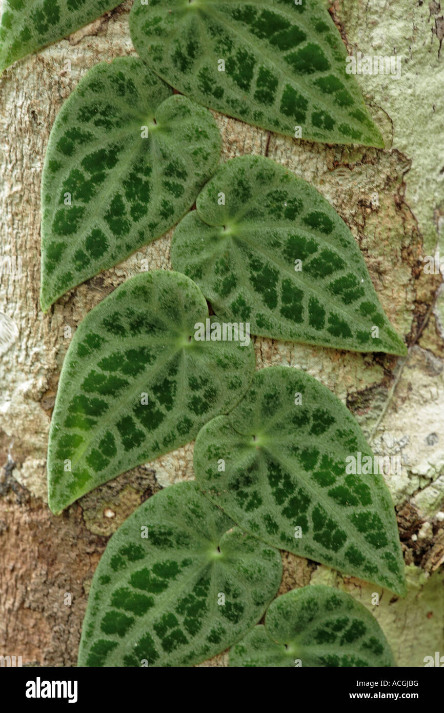 Climbing plant possibly a Peperomia Danum Valley Sabah Borneo Malaysia Stock Photo