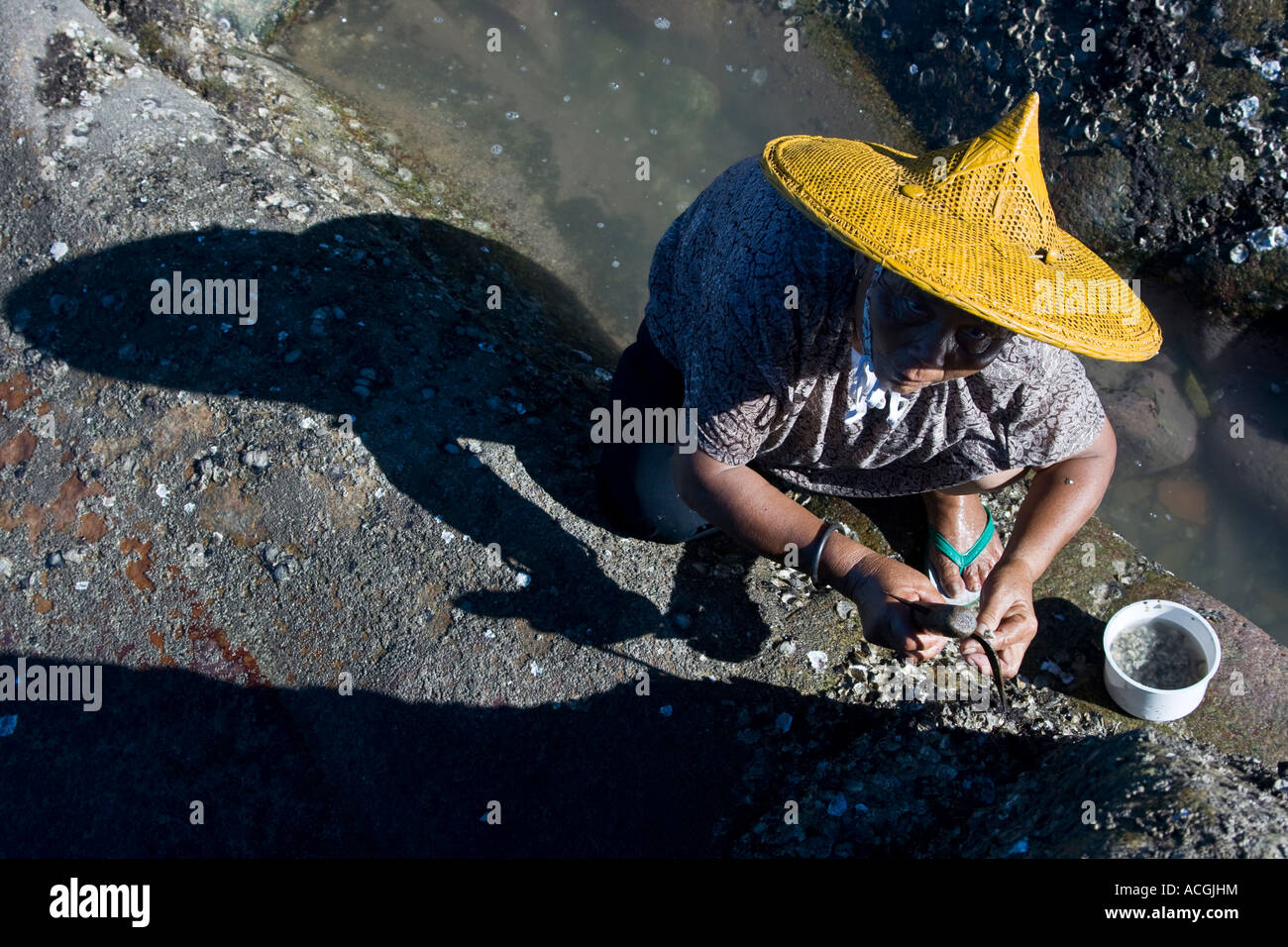 Ethnic Hui an Minority Chinese Woman Harvesting Shellfish on Shore outside the Walled City Chongwu China Stock Photo
