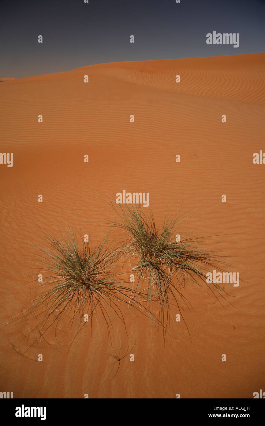 Tussock grass and sand dunes near Al Ain United Arab Emirates Stock Photo
