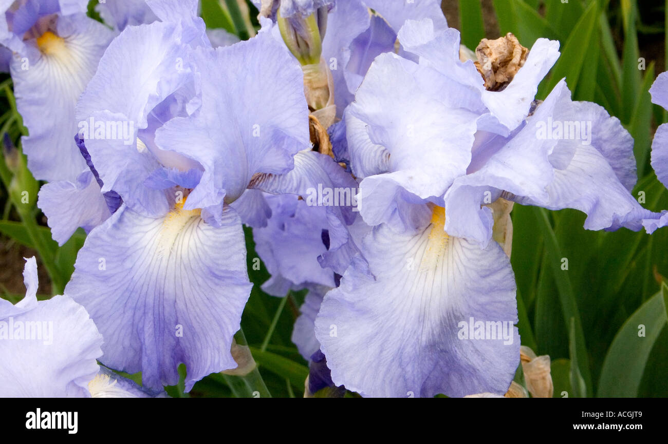 Bluish Iris flowers blooming Stock Photo