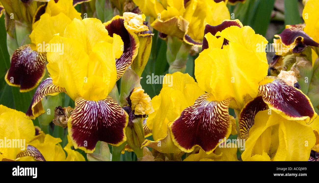 Yellow brown Iris flowers blooming Stock Photo