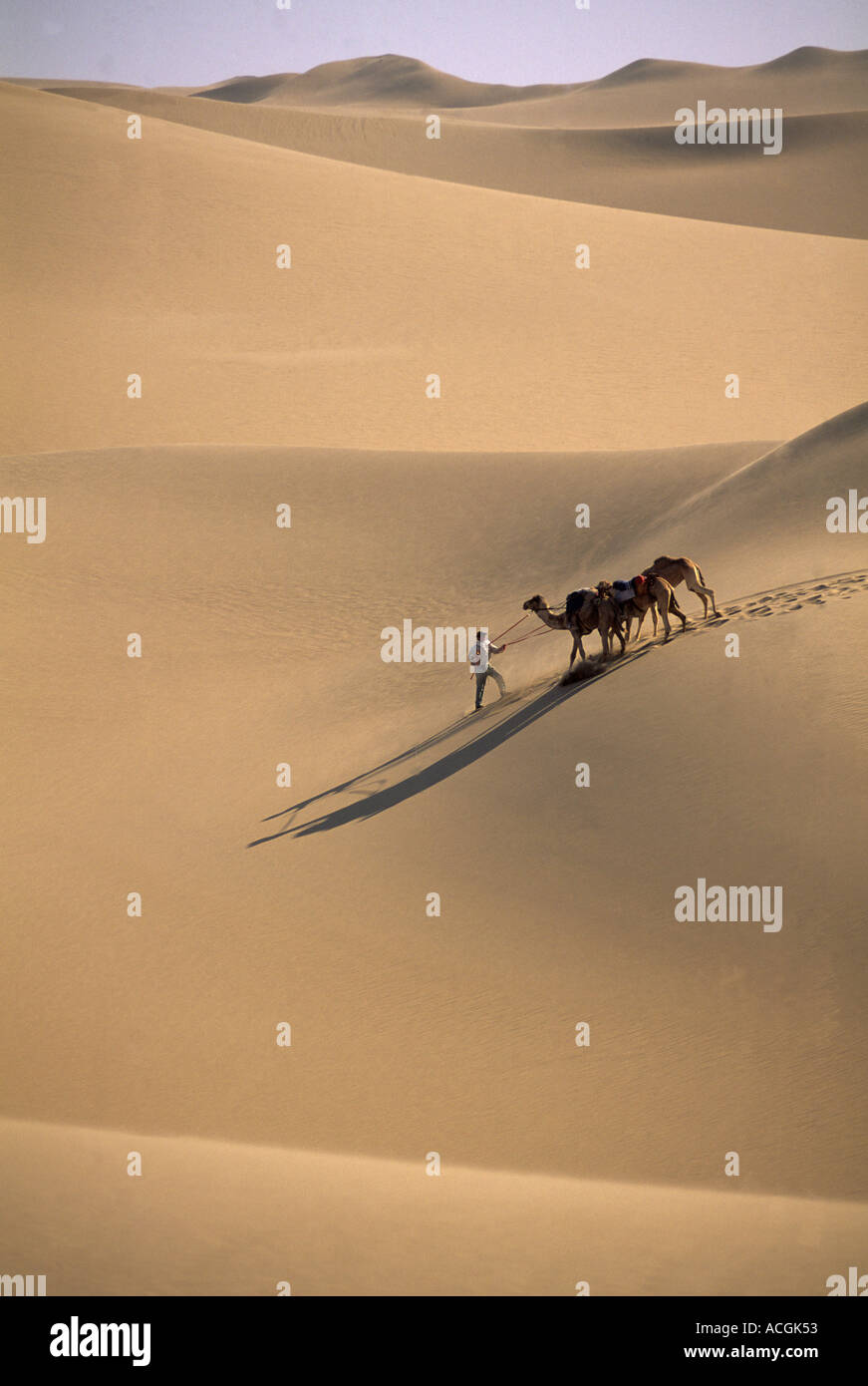 Benedict Allen and his team of camels negotiate a sand dune Stock Photo