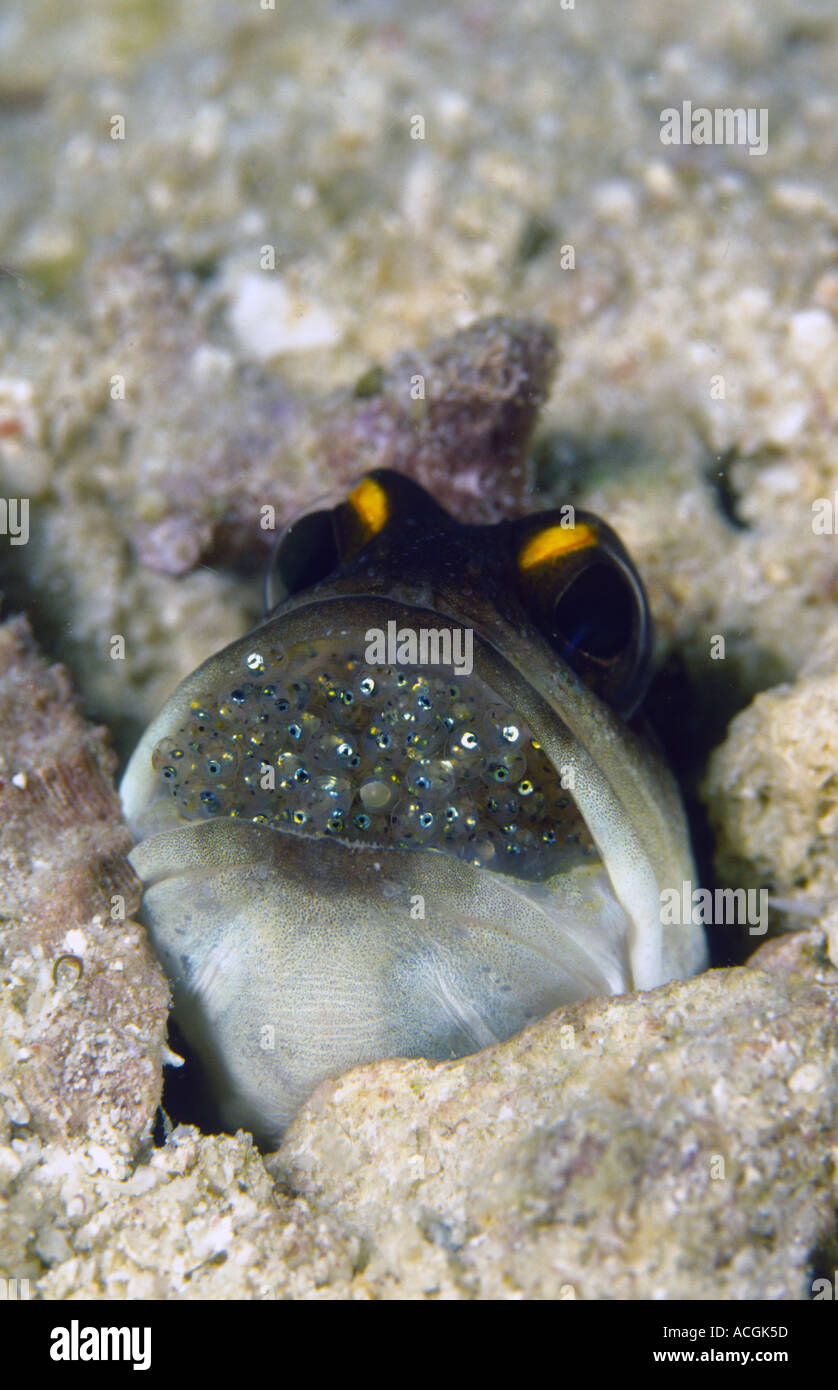 A gold spec jawfish with eggs in its mouth The male broods the eggs for 8 10 days before releasing them into the ocean Stock Photo