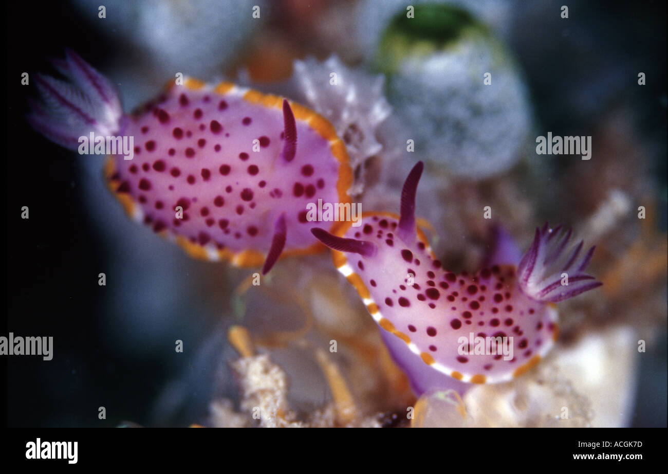Two beautiful nudibranchs manouvring into mating position Nudibranchs are hermaphrodyte and mate side by side Stock Photo
