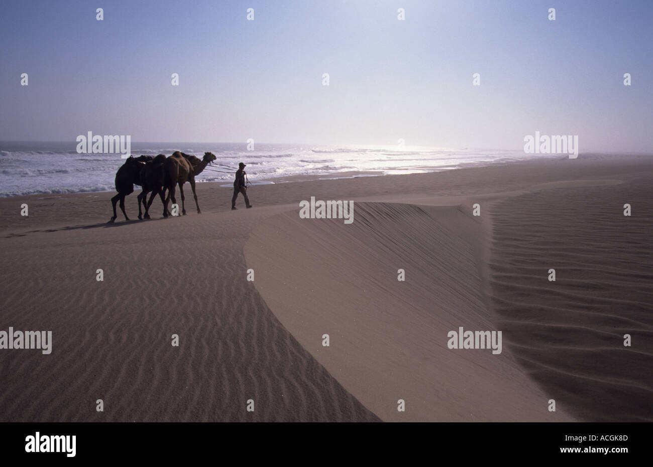 Benedict Allen and his team of camels negotiate a sand dune Stock Photo