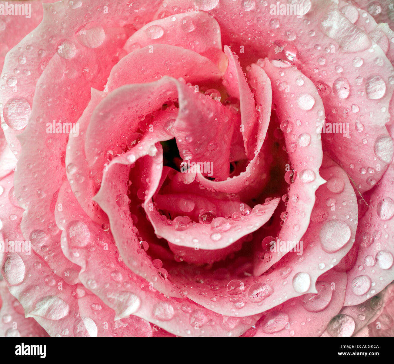 Close up of Pink Rose bloom with water droplets Stock Photo