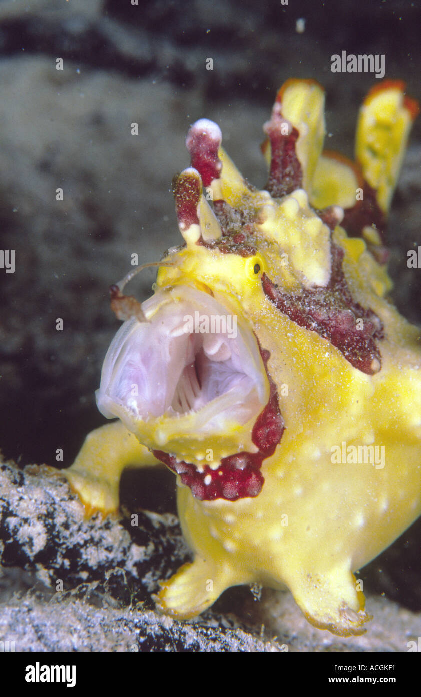 Clown anglerfish hires stock photography and images Alamy