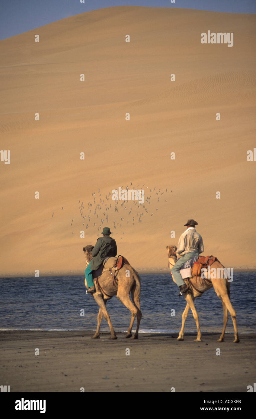 Benedict Allen and camels travel along the sand dunes of the Langevaan in the Namib Naukluft desert Stock Photo