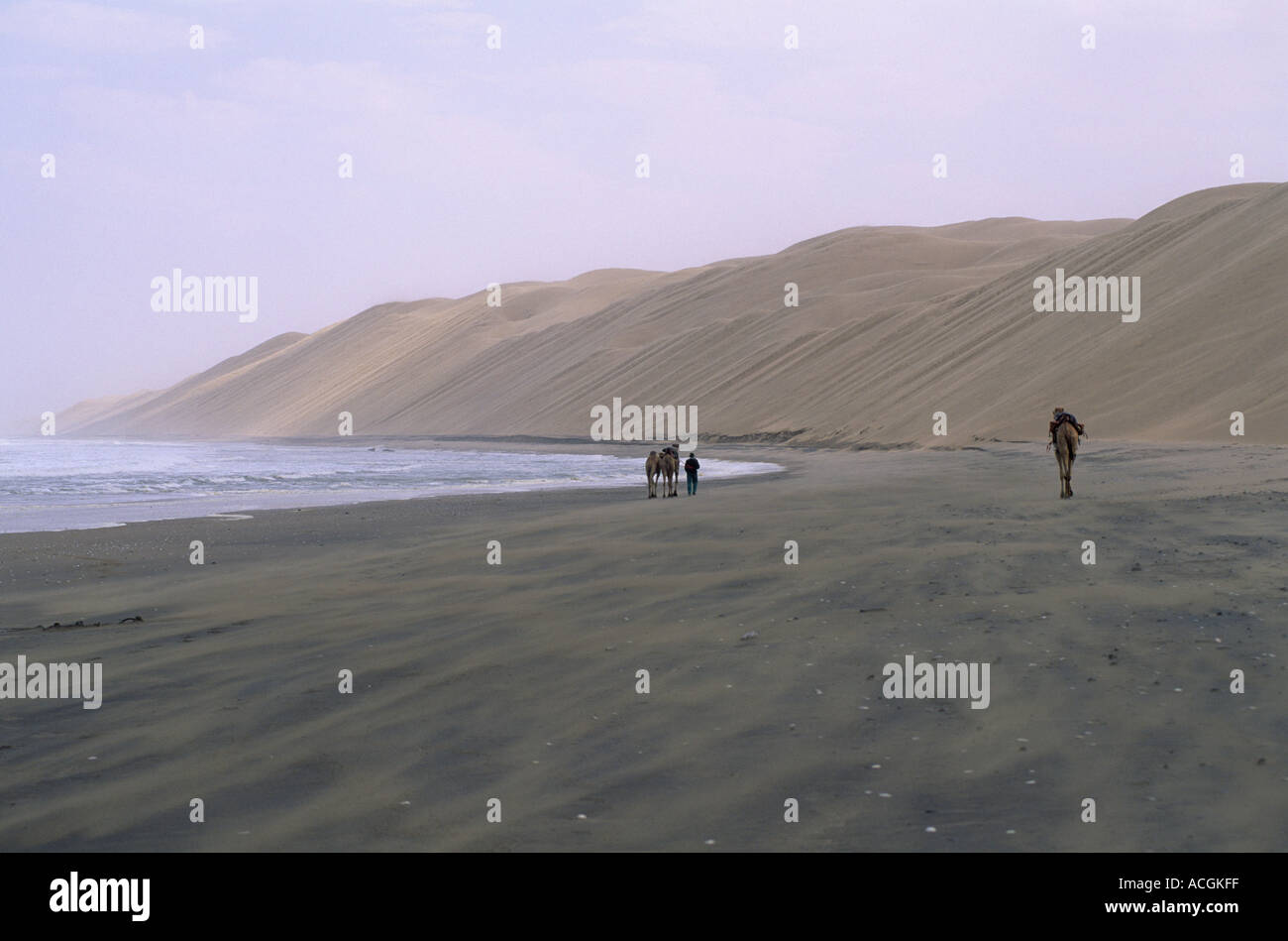 Benedict Allen and camels travel along the sand dunes of the Langevaan in the Namib Naukluft desert Stock Photo