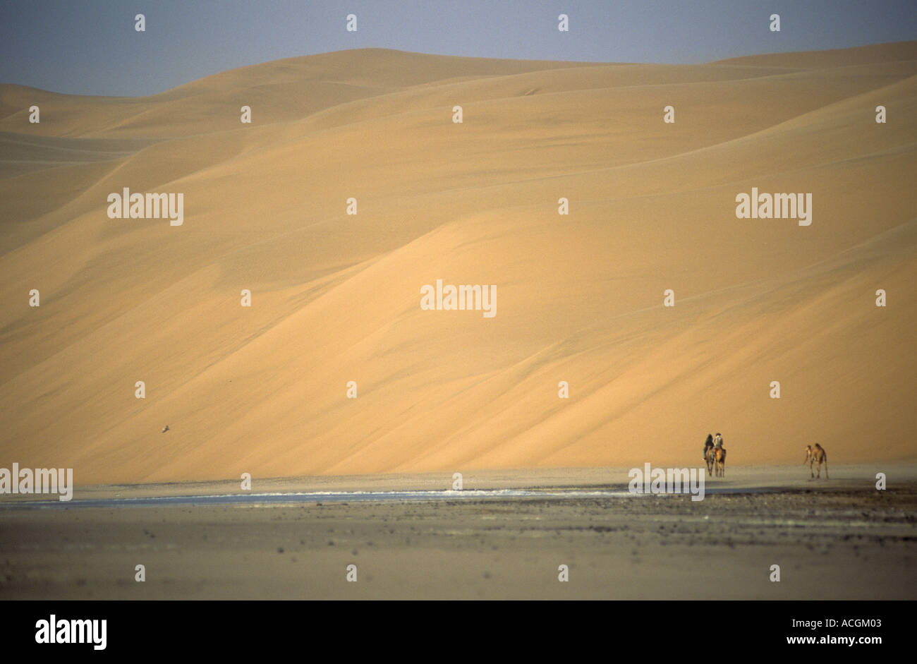 Benedict Allen and camels travel along the sand dunes of the Langevaan in the Namib Naukluft desert Stock Photo