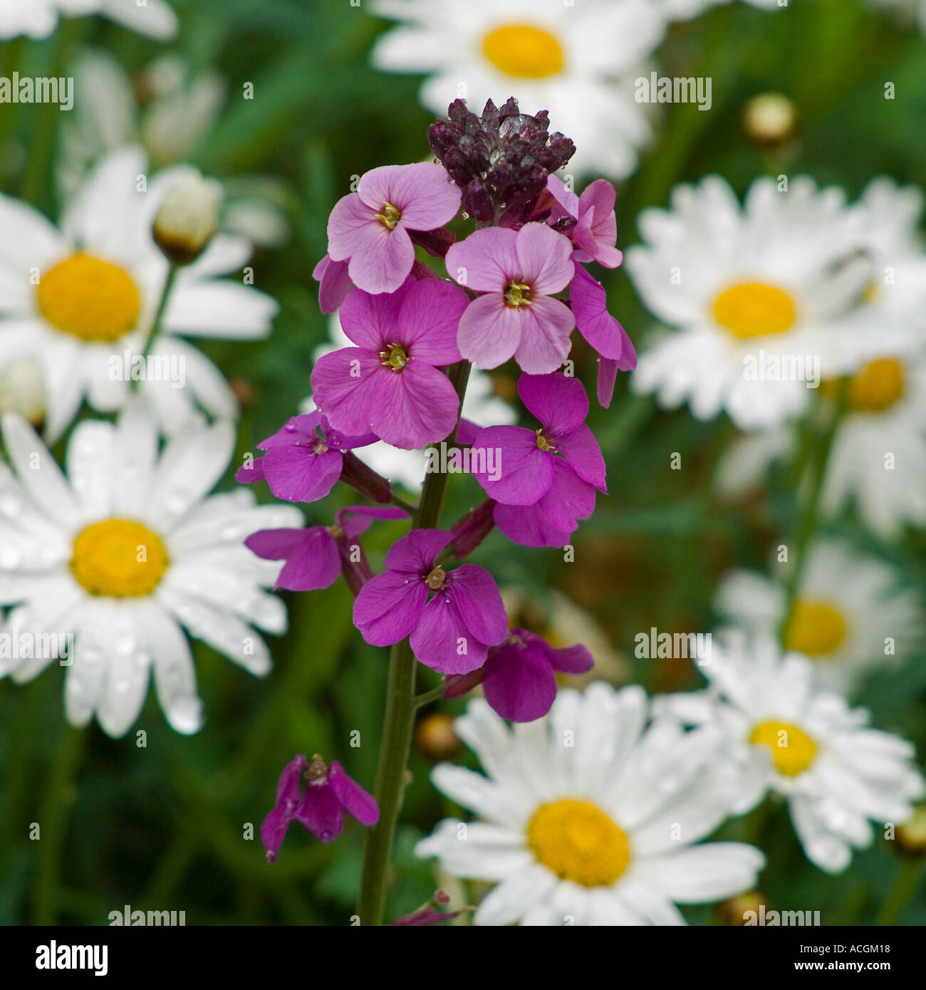 Erysimum linifolium Bowles Mauve amongst marguerites Stock Photo