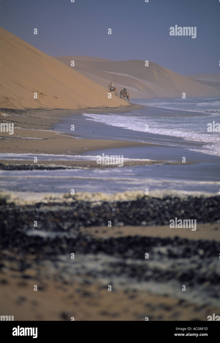 Benedict Allen and camels travel along the sand dunes of the Langevaan in the Namib Naukluft desert Stock Photo