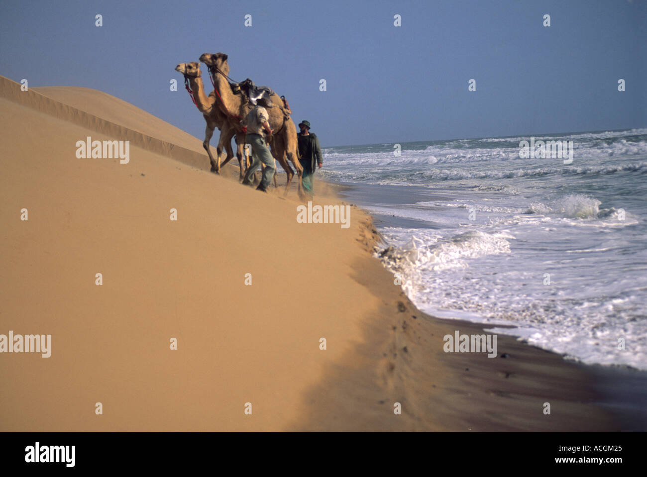 Benedict Allen and camels travel along the sand dunes of the Langevaan in the Namib Naukluft desert. Stock Photo
