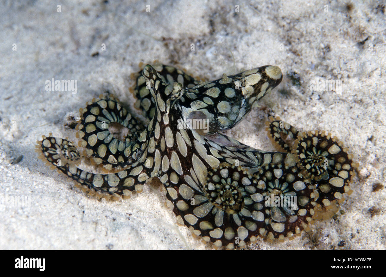 A rare mosaic octopus displaying its incredible patterns after being disturbed Stock Photo