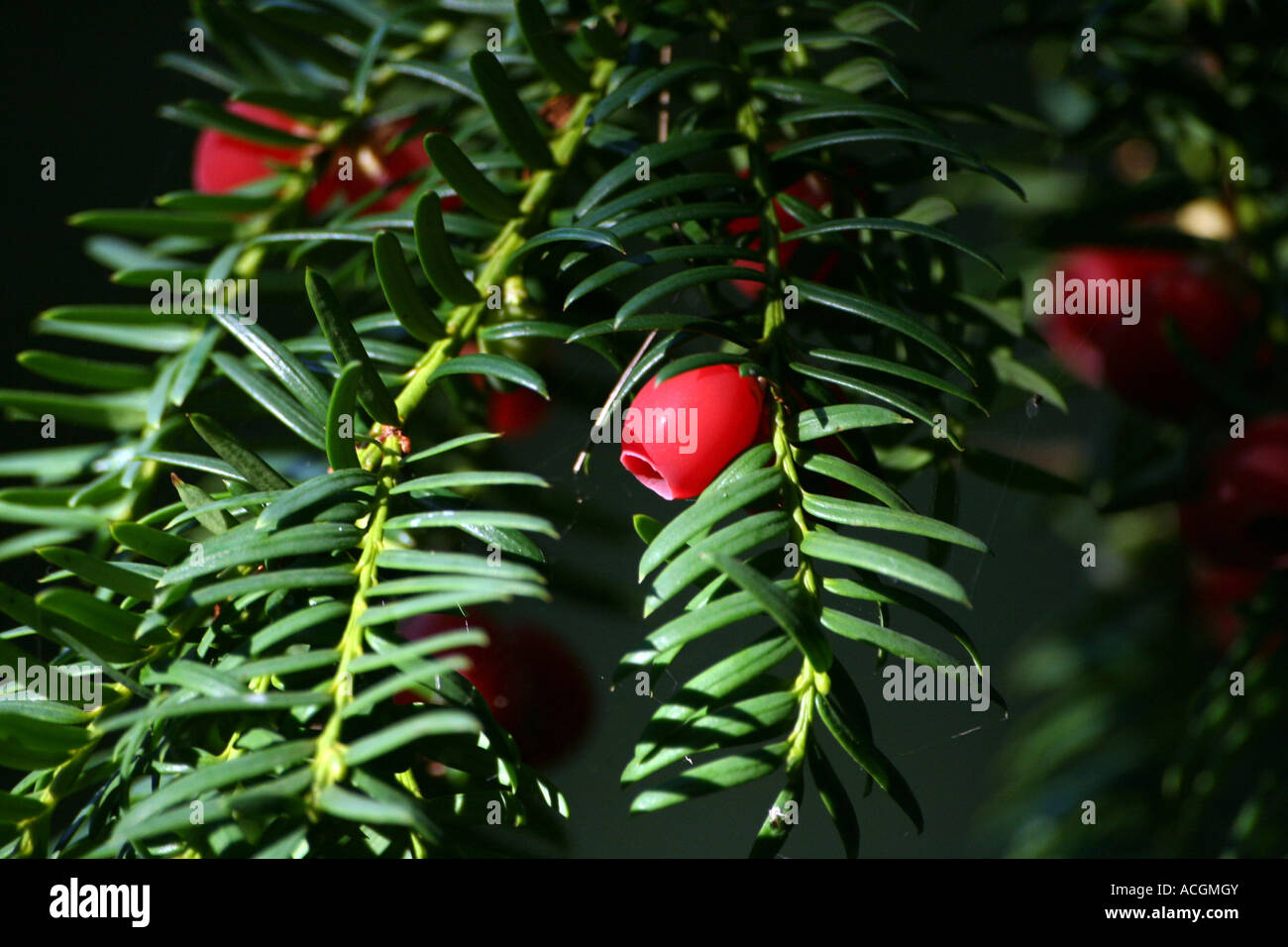 Detail of red berry and green needle branch of yew tree taxus baccata Stock Photo