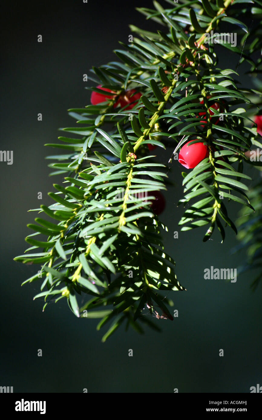 Detail of red berry and green needle branch of yew tree taxus baccata Stock Photo