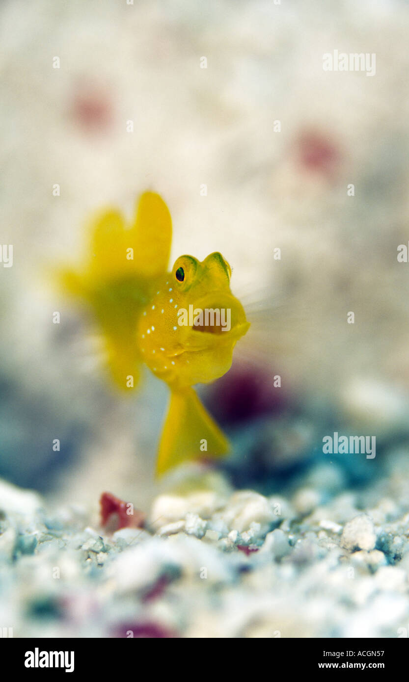 A yellow goby yawning Stock Photo