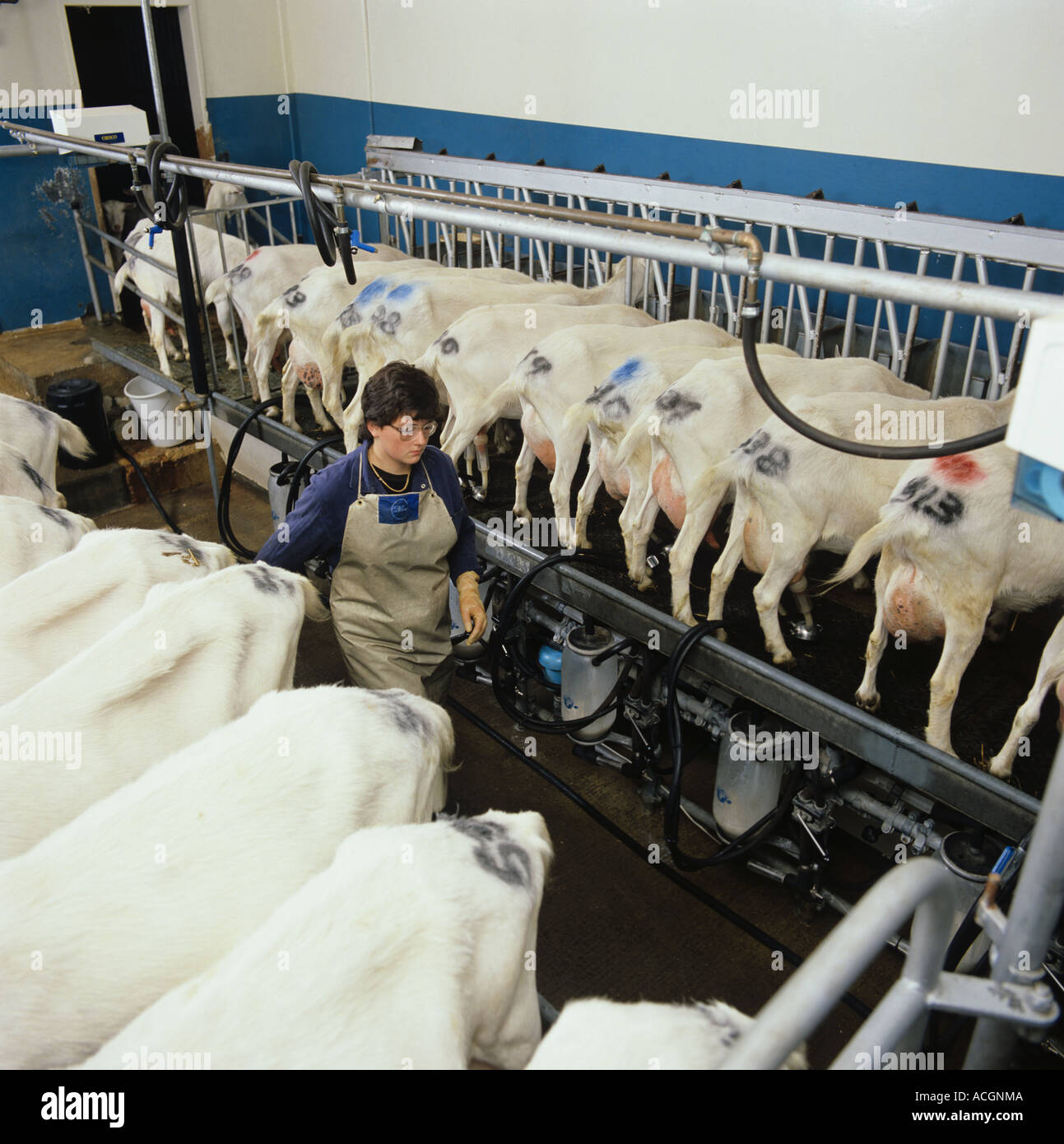 British Saanen goats in a milking parlour being milked Stock Photo