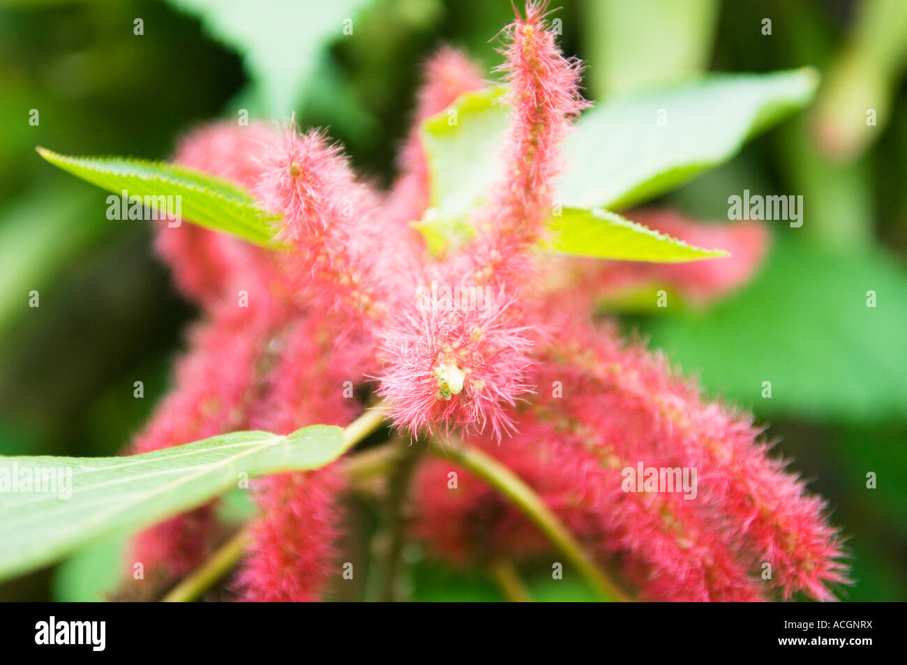 Red Hot Cat Tails Acalypha Hispida Stock Photo