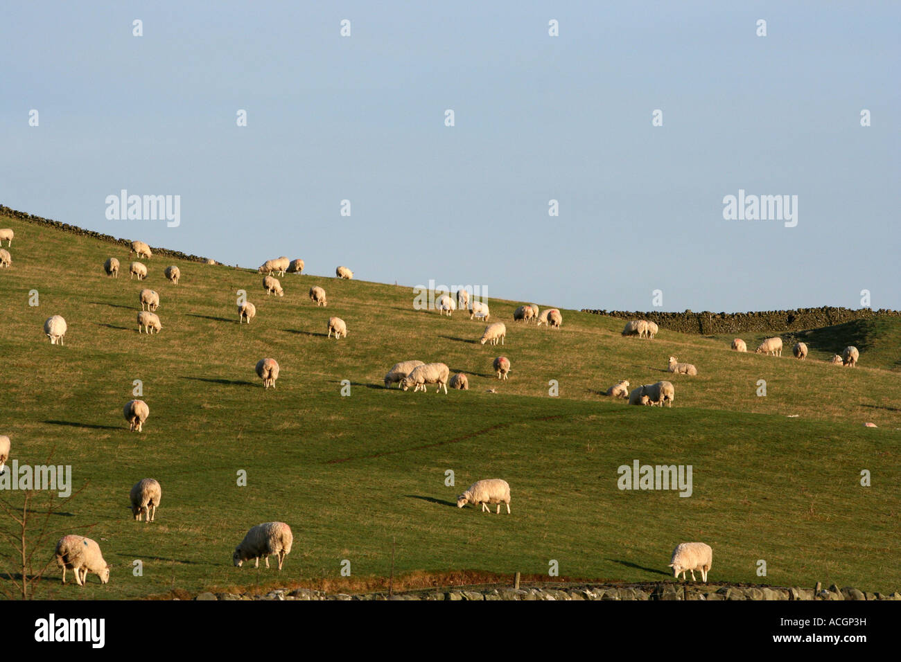 Grazing sheep on the horizon hi-res stock photography and images - Alamy