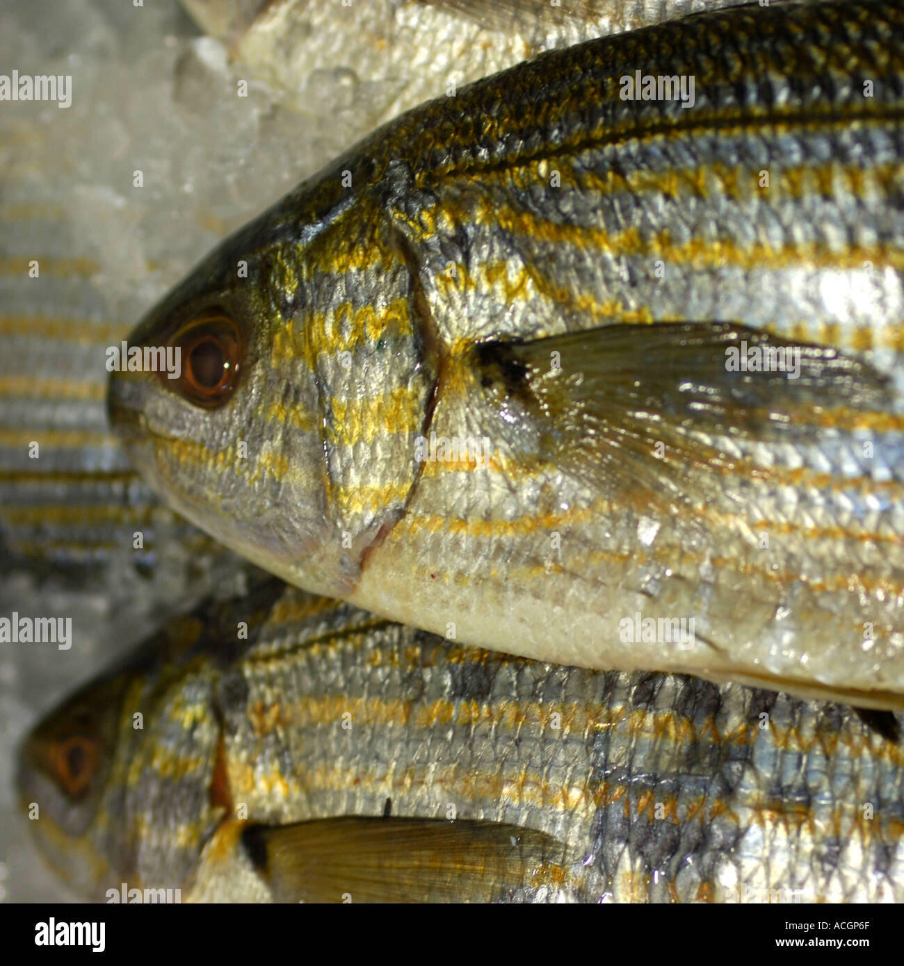 Fish market Limassol Cyprus Stock Photo