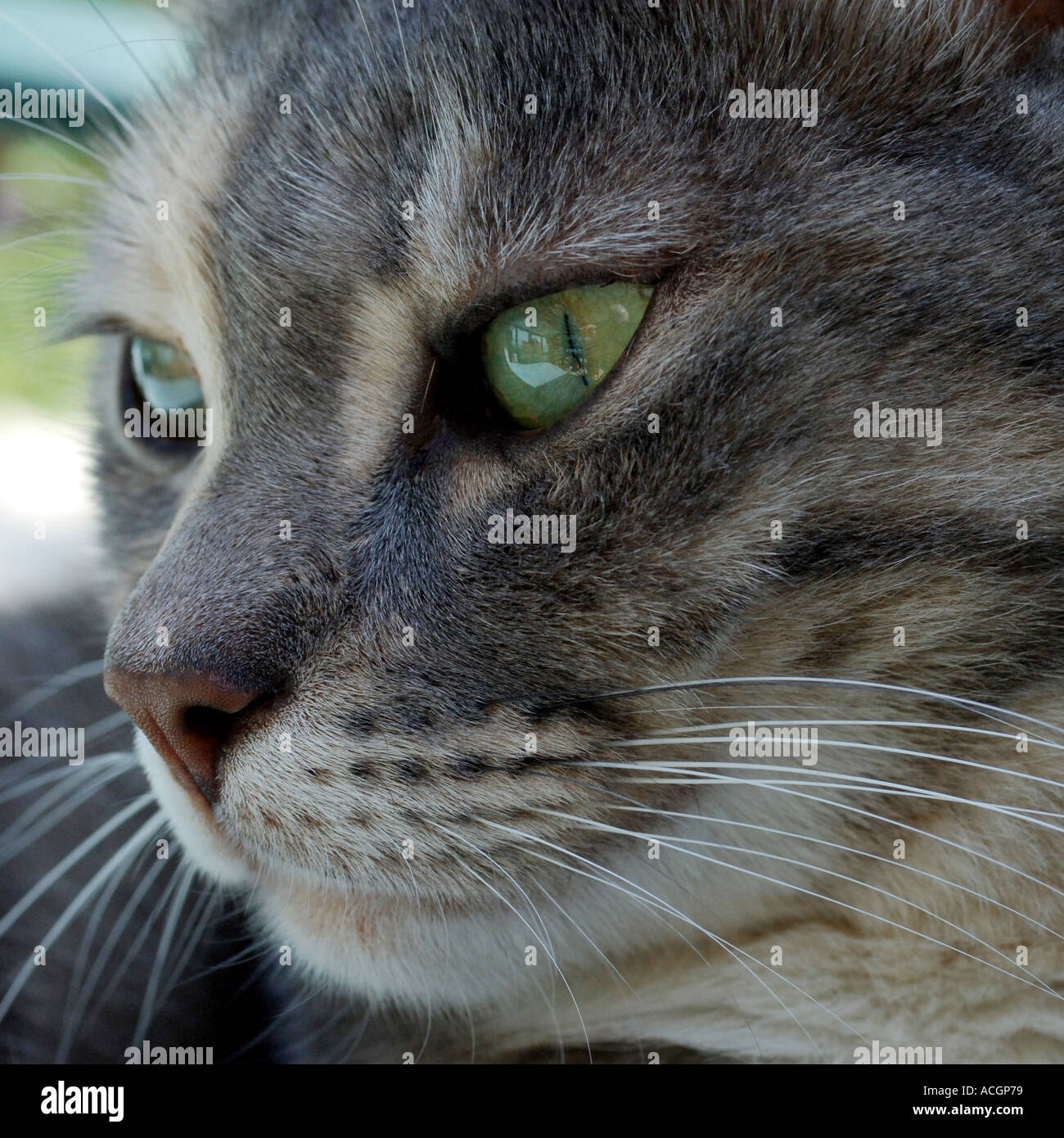 Close Up of a grey and tabby cat Stock Photo - Alamy