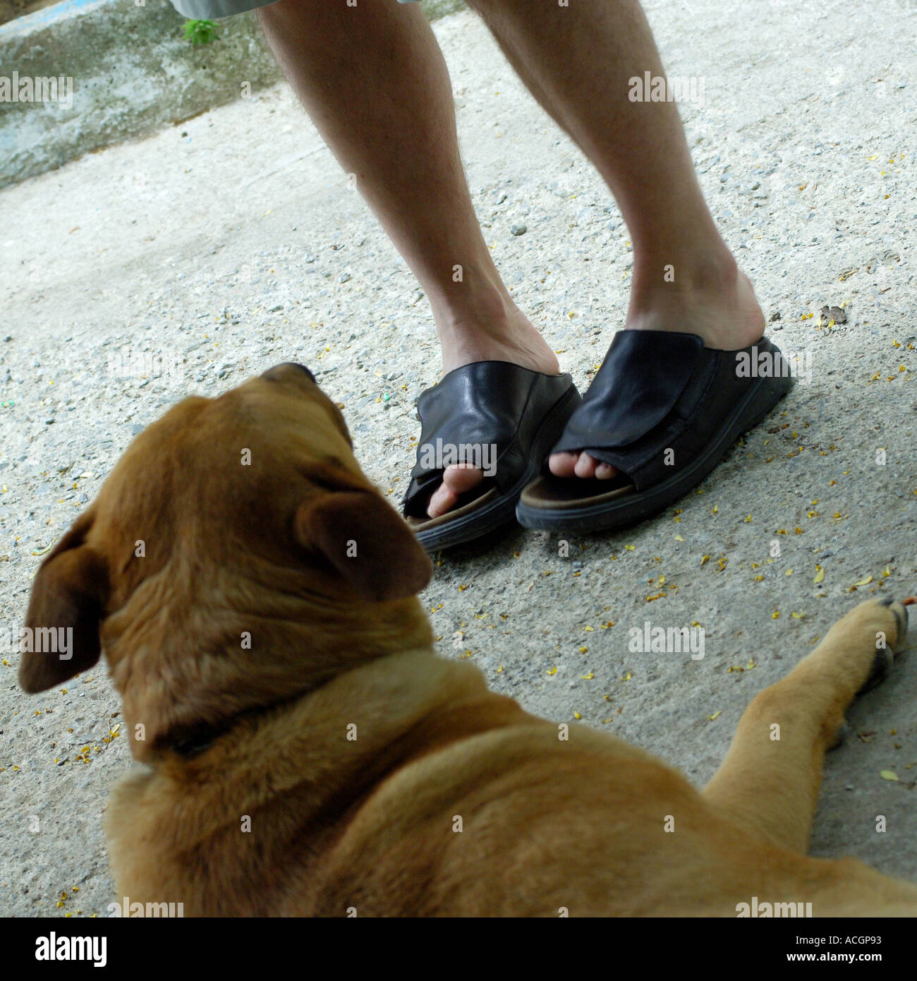 Old man kicking dog hires stock photography and images Alamy