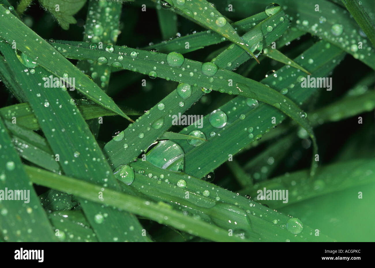 Rain water droplets on Yorkshire fog Holcus lanatus grass leaves Stock Photo