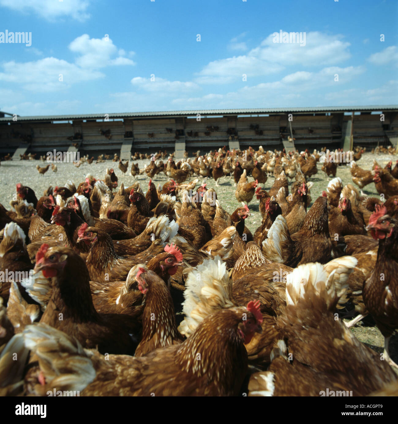 Free range egg laying chickens outside large unit Stock Photo Alamy