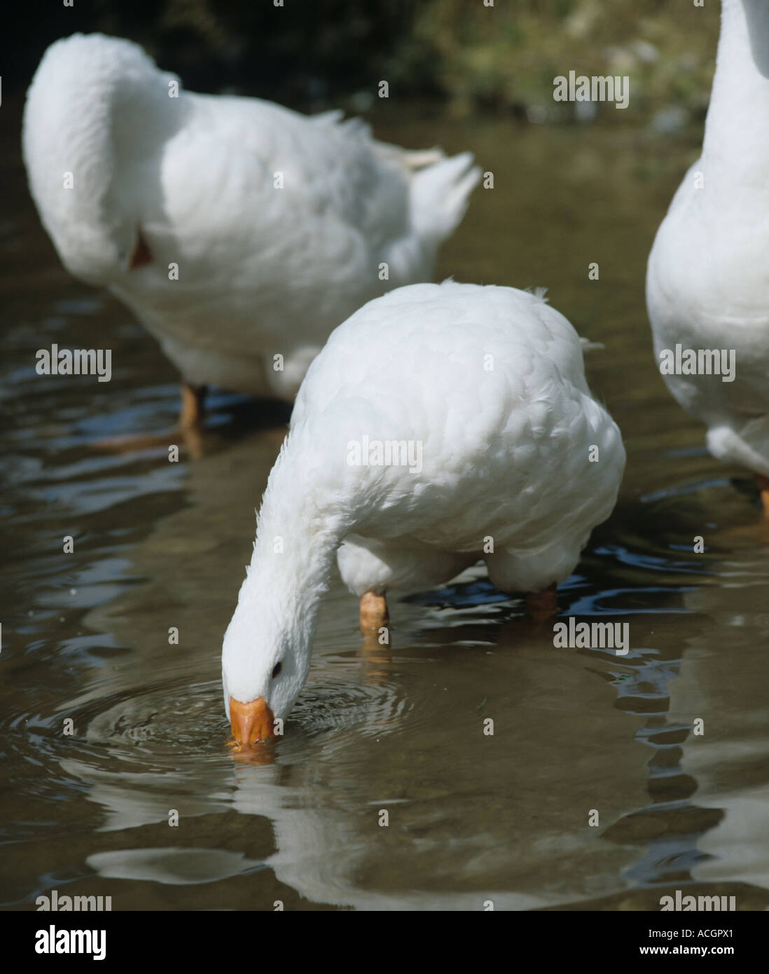Adult goose on a farm drinking from a stream Stock Photo