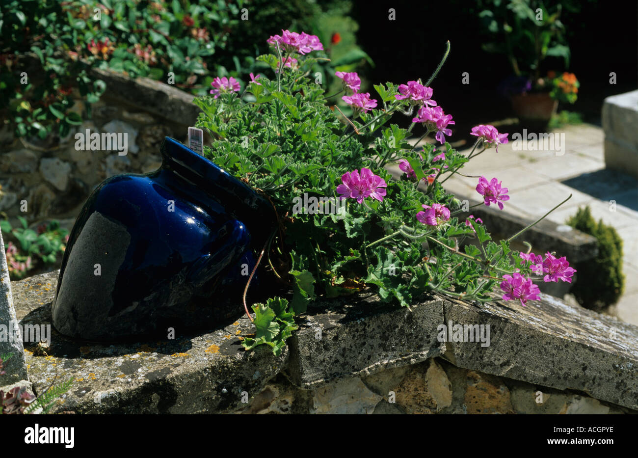 Pelargonium Pac Pink Capitatum flowering in a blue glazed container pot Stock Photo