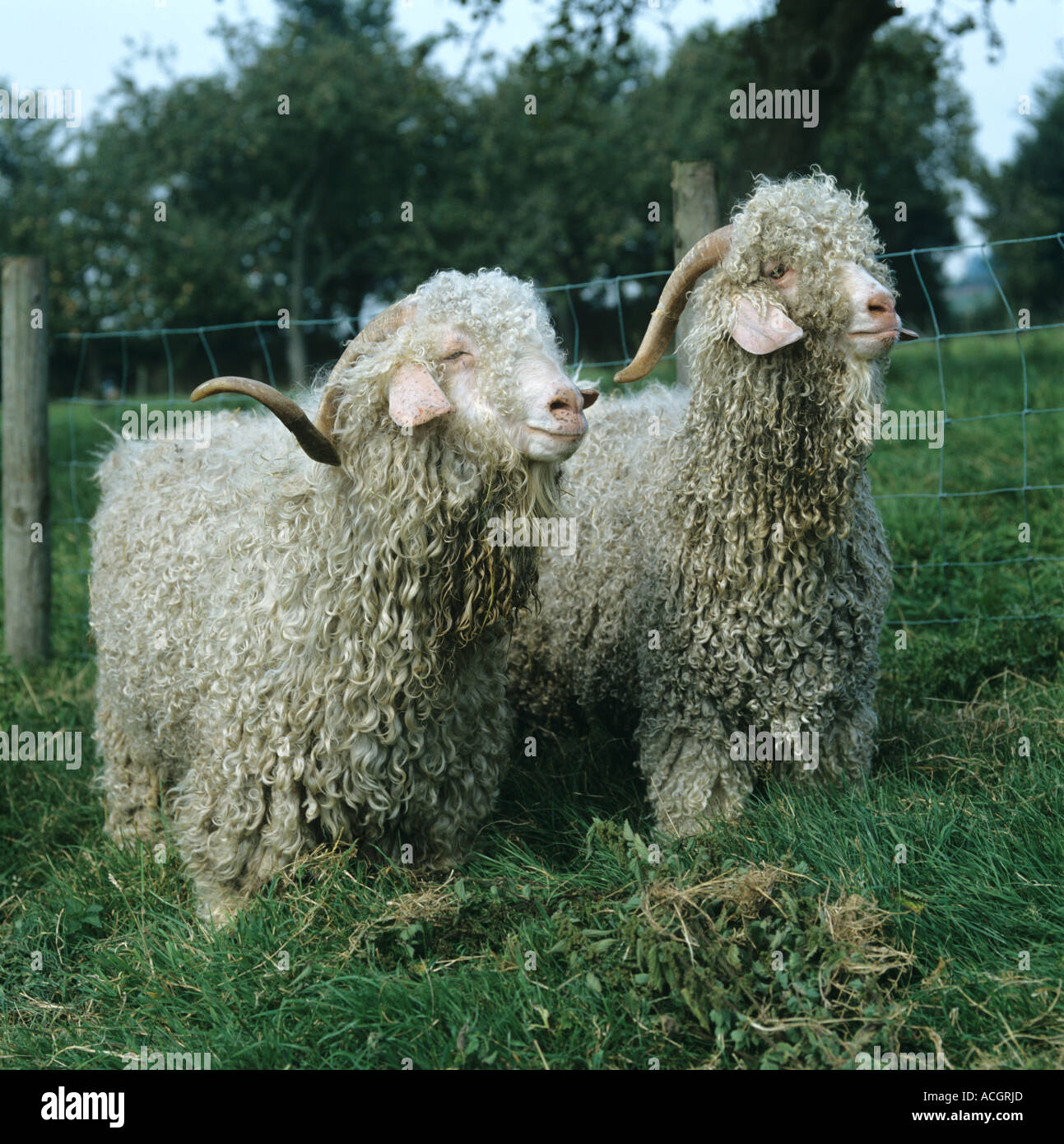 Two Angora goat bucks with full mohair just before shearing Stock Photo