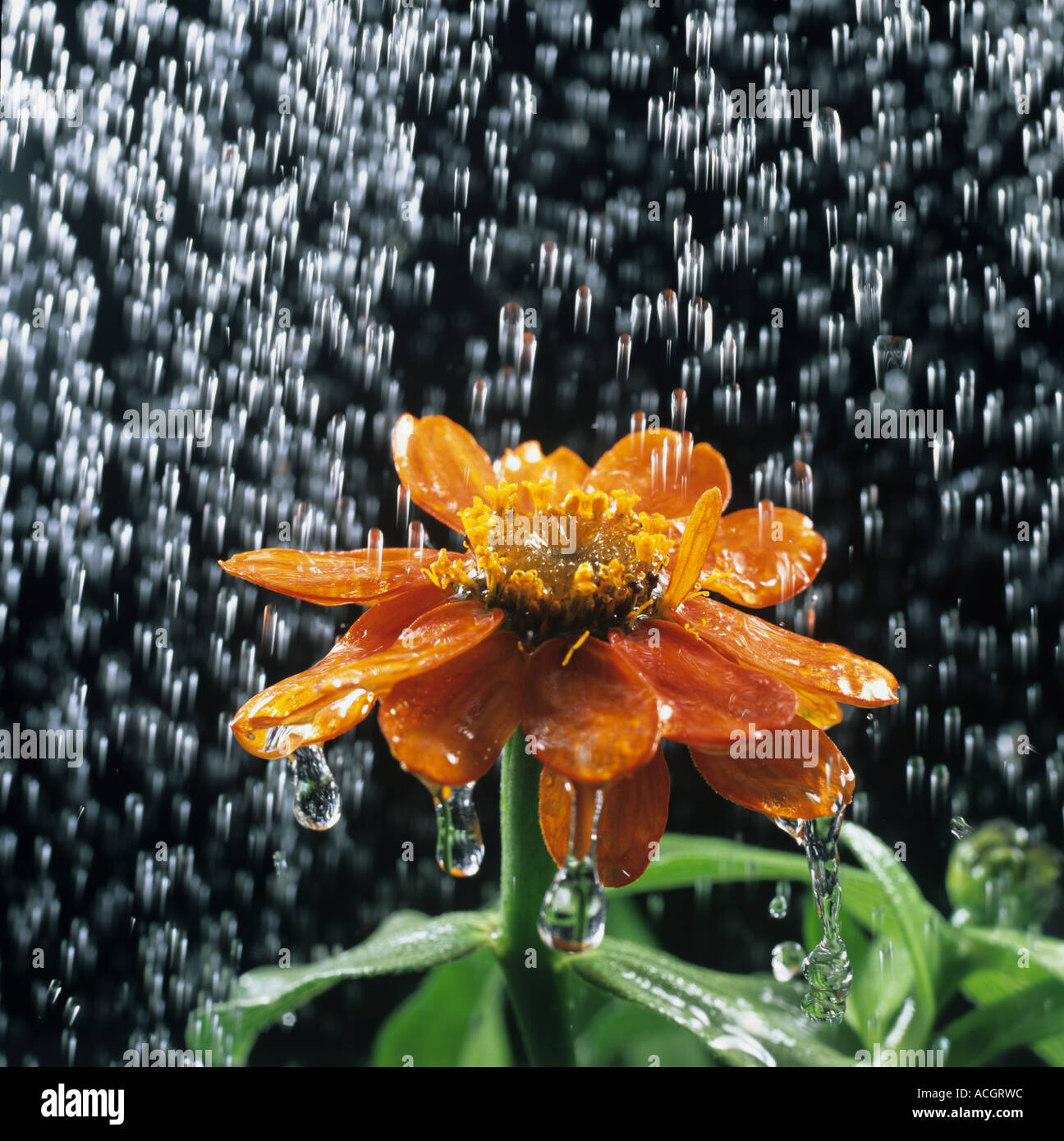 Water droplets rain or watering can falling on a Zinnia flower Stock