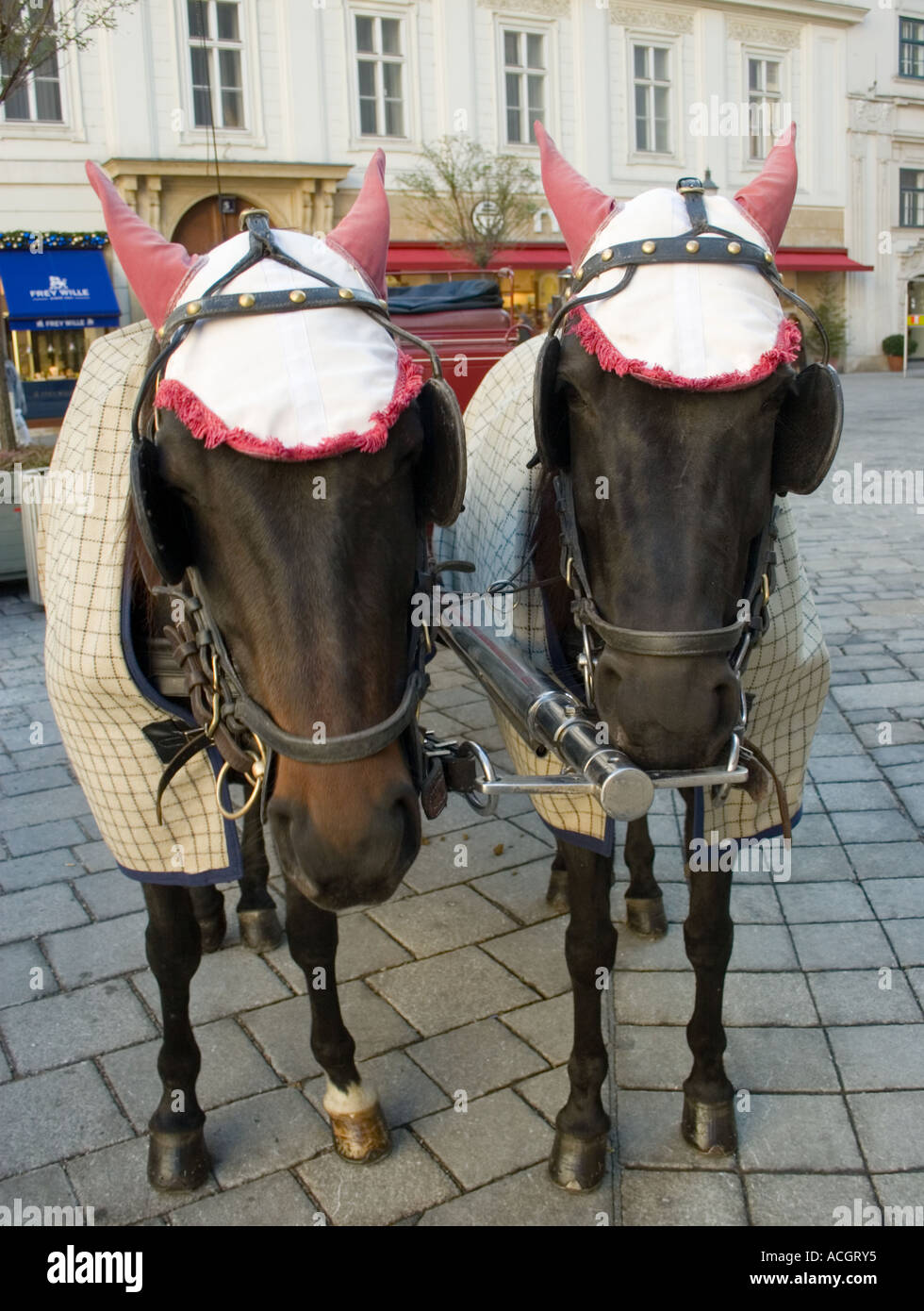 Horses with winter hoods pulling a fiaker open horse drawn carriage by