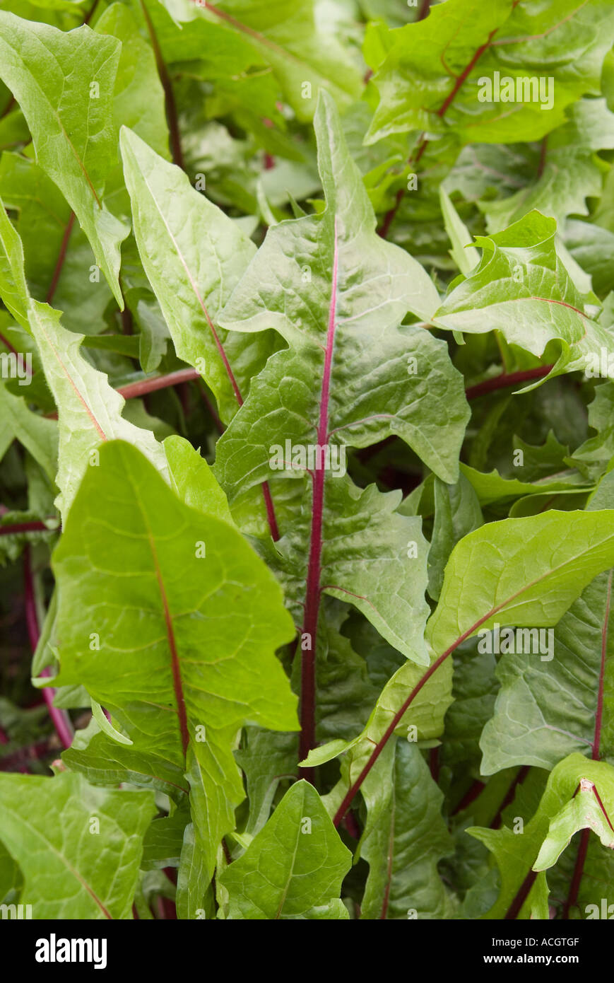 Red ribbed dandelion greens Stock Photo