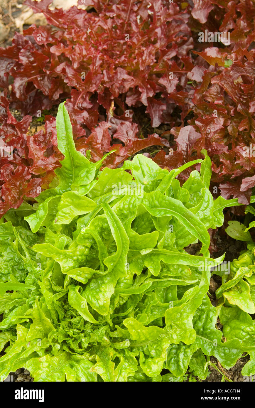 Two varieties of Royal oak leaf lettuce Stock Photo Alamy