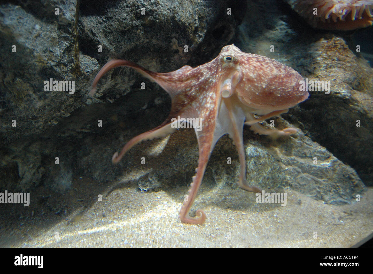 octopus in tank Stock Photo Alamy