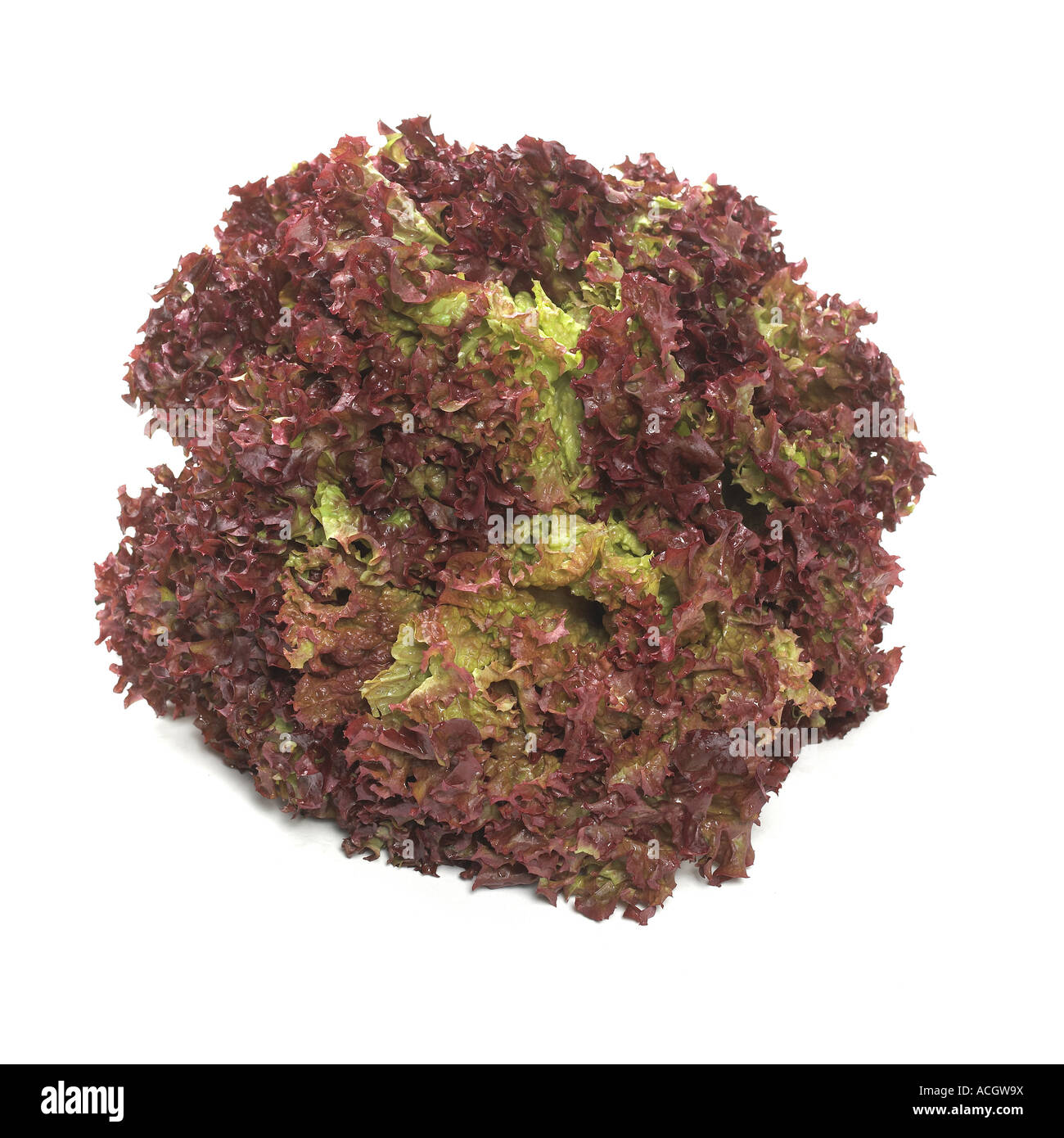 A crisp lollo bondo rosso lettuce on a white background Stock Photo